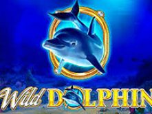 Wild Dolphin