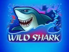 Wild Shark